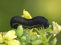 Tenthrède de la rave. Chenille. Cliquer pour agrandir l'image.
