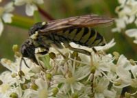 Tenthredo arcuata. Cliquer pour agrandir l'image.