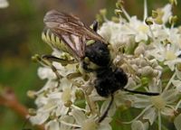 Tenthredo arcuata. Cliquer pour agrandir l'image.
