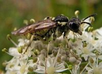 Tenthredo arcuata. Tenthredo arcuata. Cliquer pour agrandir l'image.