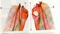 Tettigoniidés. Élytres. Cliquer pour agrandir l'image.