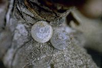 Thécla de l'acacia. Oeuf. Cliquer pour agrandir l'image.