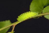 Thécla de l'acacia. Chenille adulte. Cliquer pour agrandir l'image.