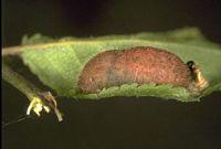 Thécla de l'acacia. Chrysalide. Cliquer pour agrandir l'image.