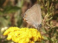 Thécla de l'acacia. Cliquer pour agrandir l'image.