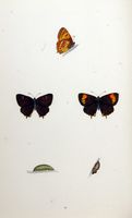 Thécla du bouleau. Planche d'identification Morris. Cliquer pour agrandir l'image.