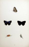 Thécla du chêne. Planche d'identification Morris. Cliquer pour agrandir l'image.