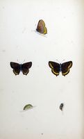 Thécla du coudrier. Planche d'identification Morris. Cliquer pour agrandir l'image.
