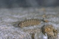 Thécla de l'orme. Chenille a l'eclosion. Cliquer pour agrandir l'image.