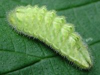 Thécla de l'orme. Chenille. Cliquer pour agrandir l'image.