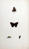 Thécla de l'orme. Planche d'identification Morris. Cliquer pour agrandir l'image.