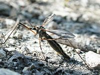 Tipule géante. Cliquer pour agrandir l'image.