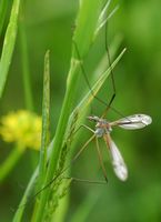 Tipule géante. Villars. Cliquer pour agrandir l'image.