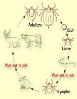 Tique. Cycle de vie. Cliquer pour agrandir l'image.