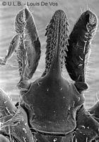 Tique. Hypostome et maxillipalpes. Cliquer pour agrandir l'image.