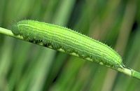 Tircis. Chenille. Cliquer pour agrandir l'image.