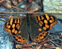 Tircis. Ssp aegeria. Cliquer pour agrandir l'image.