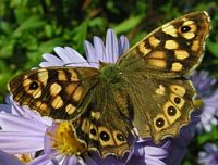 Tircis. Sur aster. Cliquer pour agrandir l'image.