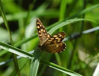 Tircis. Puy des Gouttes. Cliquer pour agrandir l'image.