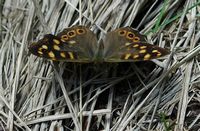 Tircis. Puy des Gouttes. Cliquer pour agrandir l'image.