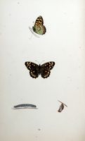 Tircis. Planche d'identification Morris. Cliquer pour agrandir l'image.