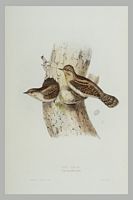 Torcol fourmilier. Gravure Gould. Cliquer pour agrandir l'image.