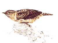 Torcol fourmilier. Cliquer pour agrandir l'image.