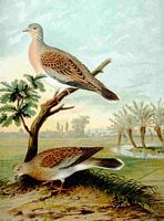 Tourterelle des bois. Planche d'identification Naumann. Cliquer pour agrandir l'image.