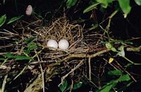 Tourterelle des bois. Oeufs. Cliquer pour agrandir l'image.