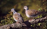 Tourterelle des bois. Couple. Cliquer pour agrandir l'image.