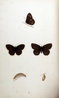 Tristan. Planche d'identification Morris. Cliquer pour agrandir l'image.