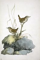 Troglodyte mignon. Aquarelle. Cliquer pour agrandir l'image.