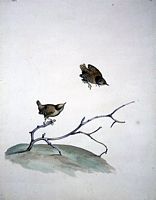 Troglodyte mignon. Aquarelle. Cliquer pour agrandir l'image.