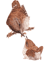 Troglodyte mignon. Dessin. Cliquer pour agrandir l'image.