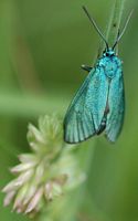 Turquoise. Sauterre. Cliquer pour agrandir l'image.