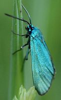 Turquoise. Sauterre. Cliquer pour agrandir l'image.
