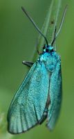 Turquoise. Sauterre. Cliquer pour agrandir l'image.