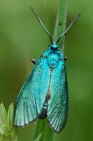Turquoise. Sauterre. Cliquer pour agrandir l'image.