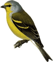 Venturon montagnard. Cliquer pour agrandir l'image.