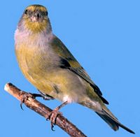 Venturon montagnard. Cliquer pour agrandir l'image.