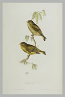 Verdier d'Europe. Gravure Gould. Cliquer pour agrandir l'image.