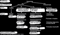 Vespidés. Sous-classification. Cliquer pour agrandir l'image.