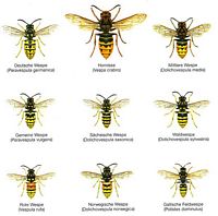 Vespidés. Planche d'identification. Cliquer pour agrandir l'image.