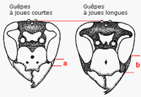 Vespinés. Cliquer pour agrandir l'image.