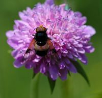 Volucella pellucens. A Allagnat. Cliquer pour agrandir l'image.