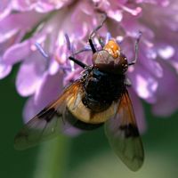 Volucella pellucens. A Allagnat. Cliquer pour agrandir l'image.