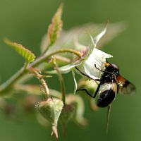Volucella pellucens. Aux Roches. Cliquer pour agrandir l'image.