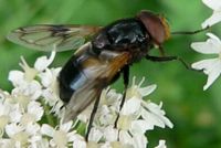 Volucella pellucens. Cliquer pour agrandir l'image.