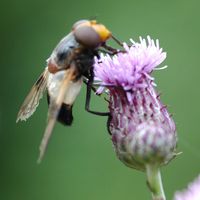Volucella pellucens. Cheires de Côme. Cliquer pour agrandir l'image.