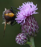 Volucella pellucens. Cheires de Côme. Cliquer pour agrandir l'image.